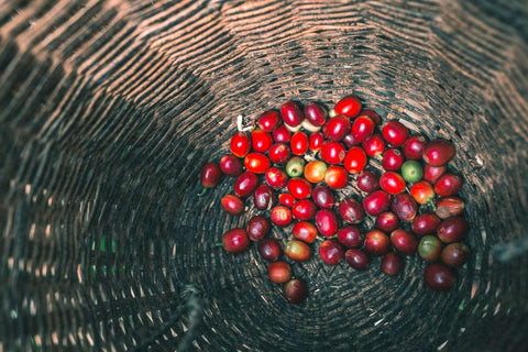 Live Organic: Cascara - オーガニックコーヒーの通販、サブスク - コーヒー豆の卸売り ｜ TOKYO COFFEE Organic Coffee