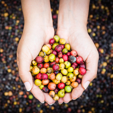Live Organic: Production - オーガニックコーヒーの通販、サブスク - コーヒー豆の卸売り ｜ TOKYO COFFEE Organic Coffee